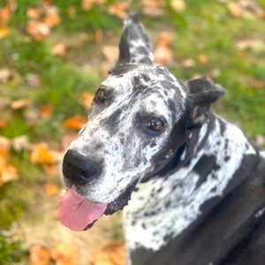 Meet your Posher, Lorisa